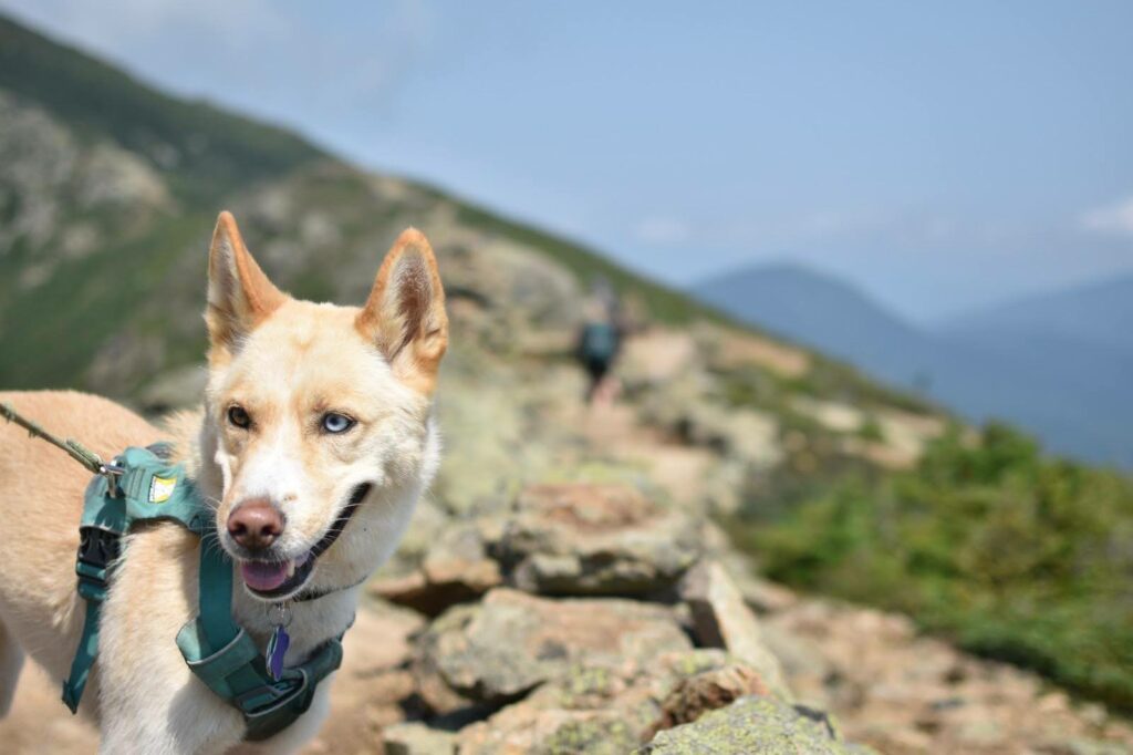 A dog named Callie poses majestically on a mountain