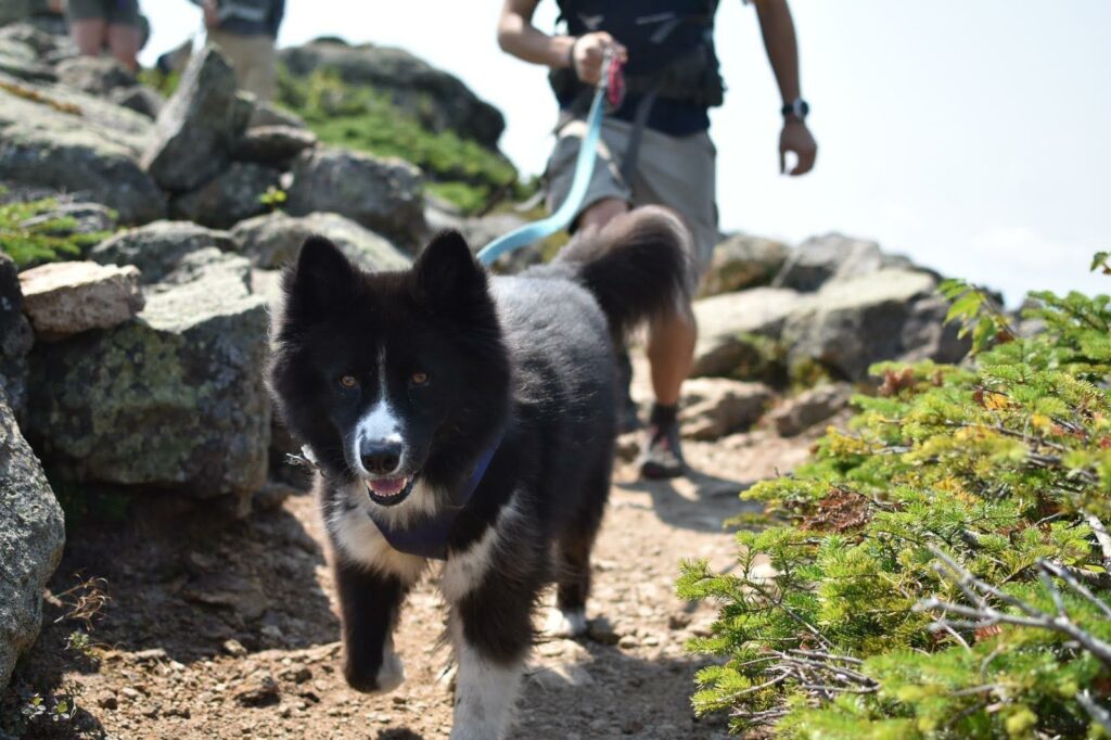 A dog named Nessa looks adorably at the camera
