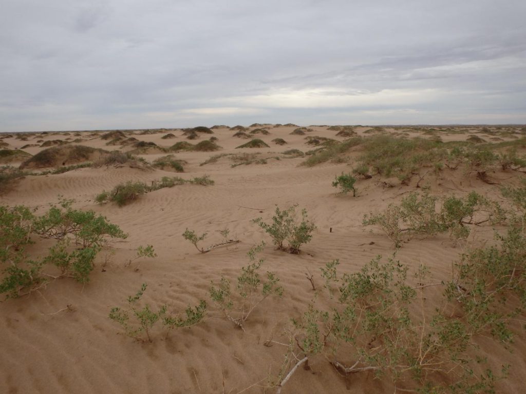 Coppice dunes from the Jilantai area, China. ©Science China Press